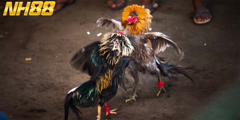 Người chơi cần chú ý quy định thắng thua cụ thể khi chơi đá gà 