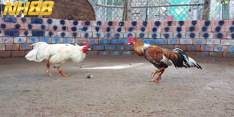 Đá gà Thomo là siêu phẩm chọi kê đỉnh cao tại hệ thống 